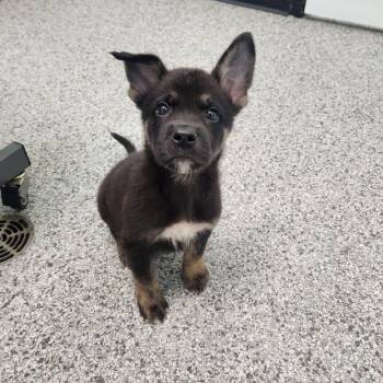 Nike -  Husky and Mixed Breed Dog for Adoption in Clavet, Saskatchewan - Nike | PetCurious