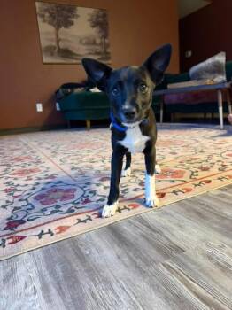 Terrier Dogs Available for Adoption in New London, Wisconsin - Nani | PetCurious