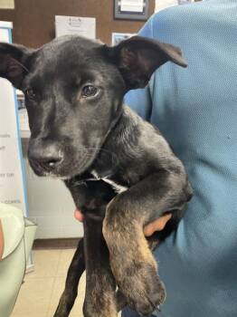 Rescue Labrador Retriever Dogs for Adoption in Stockton, California - WILLOW | PetCurious