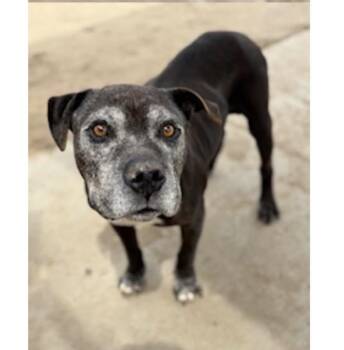 Rescue Pit Bull Terrier Dogs for Adoption in Sonora, California - Ivan | PetCurious