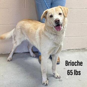 Labrador Retriever Dogs Available for Adoption - Brioche | PetCurious