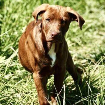 Labrador Retriever and Hound Dogs Available for Adoption in Frederick, Maryland - Rosie-Available! Www.lhar.dog To Apply!  | PetCurious
