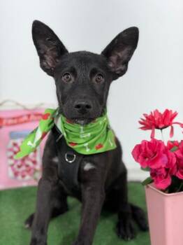 Xander-One of our Amazing Rescue Dogs -  Black Labrador Retriever and Dutch Shepherd Dog for Adoption in Carlsbad, California - Xander-One Of Our Amazing Rescue Dogs | PetCurious