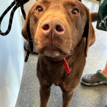 Harley -  Mixed Breed Dog for Adoption in Allentown, Pennsylvania - Harley | PetCurious