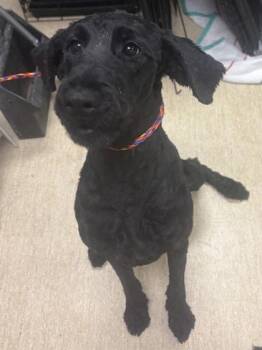 Crockett -  Mixed Breed Dog for Adoption in Cincinnati, Ohio - Crockett | PetCurious