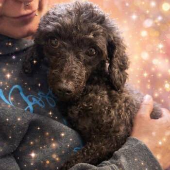 Poodle Dogs Available for Adoption - Ember | PetCurious