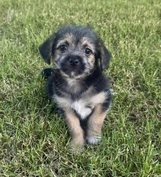 Peanut -  Yorkshire Terrier Dog for Adoption in Iron Ridge, Wisconsin - Peanut | PetCurious
