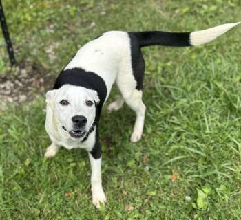 Rescue Terrier Dogs for Adoption in Wheelersburg, Ohio - Joey | PetCurious