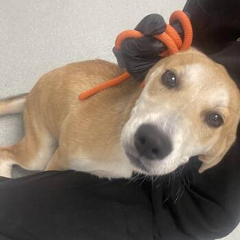 Melanie -  Terrier and Mixed Breed Dog for Adoption in Abilene, Texas - Melanie | PetCurious