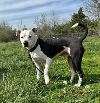 Pit Bull Terrier Dogs Available for Adoption - Snowy | PetCurious