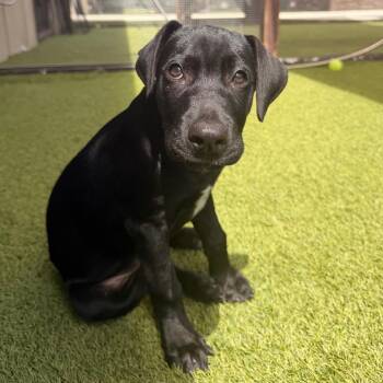 Mia Hamm 4439 -  Labrador Retriever and Mixed Breed Dog for Adoption in Loxahatchee Groves, Florida - Mia Hamm 4439 | PetCurious