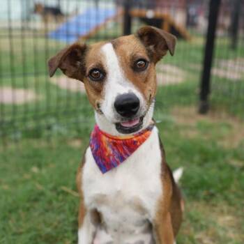 TRIXIE -  Terrier Dog for Adoption in San Antonio, Texas - TRIXIE | PetCurious
