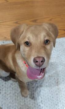Yellow Labrador Retriever Dogs Available for Adoption - Colin | PetCurious