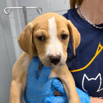 Dobby -  Mixed Breed Dog for Adoption in Summerville, South Carolina - Dobby | PetCurious