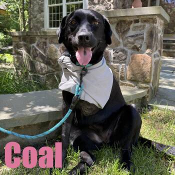 Coal -  Labrador Retriever and Mixed Breed Dog for Adoption in Ellicott City, Maryland - Coal | PetCurious