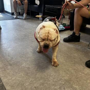 Luna Pie -  Pit Bull Terrier Dog for Adoption in Philadelphia, Pennsylvania - Luna Pie | PetCurious
