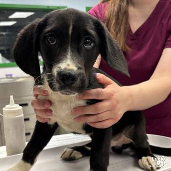 Border Collie Dogs Available for Adoption in Washington, District Of Columbia - Georgie | PetCurious