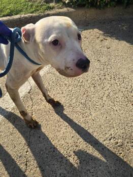 Rescue Mixed Breed Dogs for Adoption in Dallas, Texas - LAYLA | PetCurious