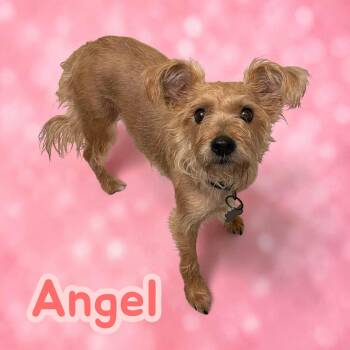 Angel - fun, opinionated, brave, sweet - only pet preferred -  Terrier and Yorkshire Terrier Dog for Adoption in Chuckey, Tennessee - Angel - Fun, Opinionated, Brave, Sweet - Only Pet Preferred | PetCurious