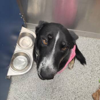Chico -  Mixed Breed Dog for Adoption in Clavet, Saskatchewan - Chico | PetCurious
