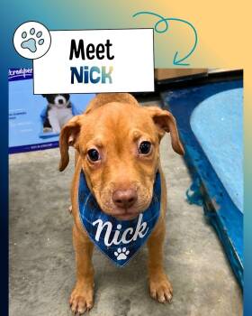Nick -  Belgian Shepherd Malinois Dog for Adoption in Sulphur, Kentucky - Nick | PetCurious