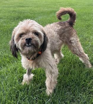 Brandon CA -  Shih Tzu Dog for Adoption in Hillside, Illinois - Brandon CA | PetCurious
