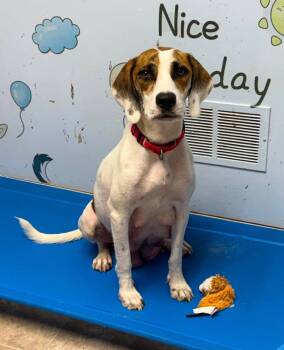 Savanah -  Hound Dog for Adoption in Gilberts, Illinois - Savanah | PetCurious