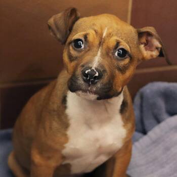 Mixed Breed Dogs Available for Adoption - Hailey | PetCurious