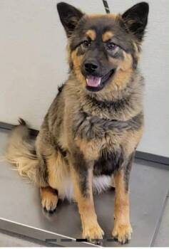 German Shepherd Dog Dogs Available for Adoption in Suamico, Wisconsin - Alara | PetCurious