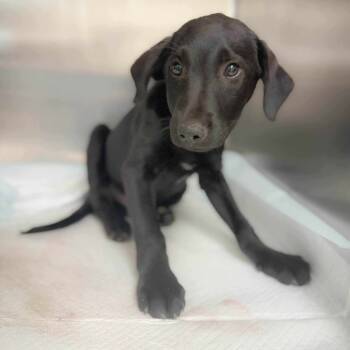 Rescue Black Labrador Retriever Dogs for Adoption in Bastrop, Texas - Coal Miner's Son 25-10-158 | PetCurious