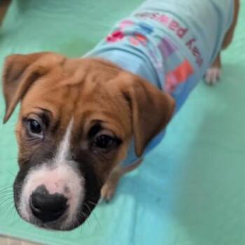 Mixed Breed Dogs Available for Adoption - Ginger Spice | PetCurious