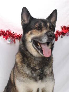 TYSON AKA MAX -  German Shepherd Dog and Akita Dog for Adoption in Burbank, California - TYSON AKA MAX | PetCurious