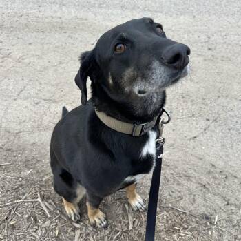 Hound Dogs Available for Adoption in Brainerd, Minnesota - Dobbie | PetCurious