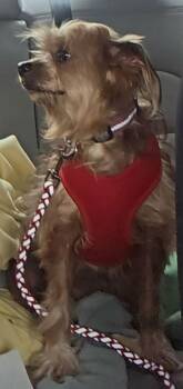 Yorkshire Terrier Dogs Available for Adoption - YaYa | PetCurious