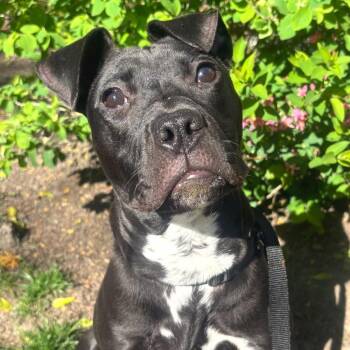 Dior -  Mixed Breed Dog Available for Adoption in Chicago, Illinois - Dior | PetCurious