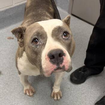 GERTIE -  Pit Bull Terrier Dog for Adoption in Indianapolis, Indiana - GERTIE | PetCurious