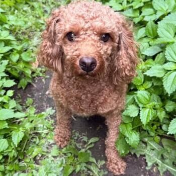 Gracie Mae -  Goldendoodle Dog for Adoption in Hilton, New York - Gracie Mae | PetCurious