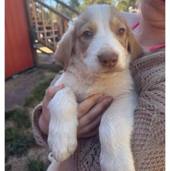 Poppins -  Great Pyrenees Dog for Adoption in Denver, Colorado - Poppins | PetCurious