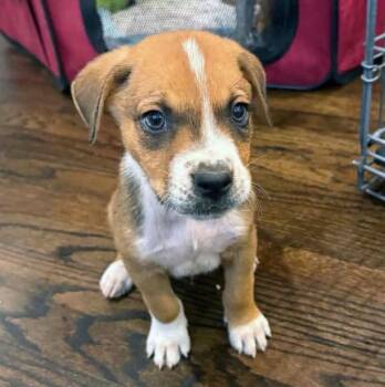 Boogie (AO37559) -  Boxer and Hound Dog for Adoption in Kansas City, Kansas - Boogie (AO37559) | PetCurious
