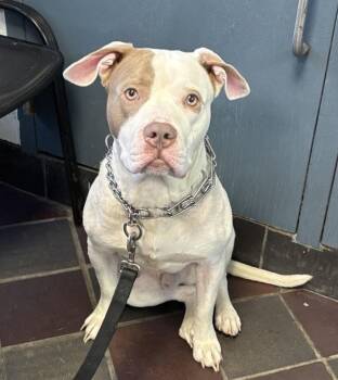 Nasir -  Mixed Breed Dog for Adoption in New York, New York - Nasir | PetCurious