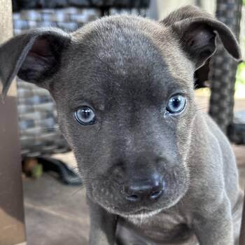 American Staffordshire Terrier Dogs Available for Adoption - Blue! Sweet Boy!  | PetCurious