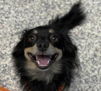 Chihuahua and Dachshund Dogs Available for Adoption in Golden, Colorado - Nitro | PetCurious