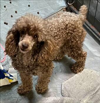 Poodle Dogs Available for Adoption in Thompson Falls, Montana - Lavada | PetCurious