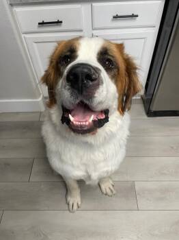 Rescue Saint Bernard Dogs for Adoption in Boulder, Colorado - Alvin Aka Big Al - Purebred St. Bernard | PetCurious
