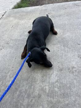 SHY -  Dachshund Dog for Adoption in Doral, Florida - SHY | PetCurious