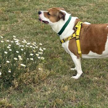 Lucy -  Hound Dog for Adoption in Greensboro, North Carolina - Lucy | PetCurious