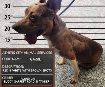 GARRETT -  Cattle Dog Dog for Adoption in Athens, Alabama - GARRETT | PetCurious
