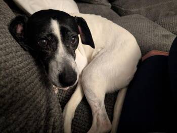 Hound Dogs Available for Adoption - Iris | PetCurious