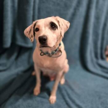Showgirl -  Mixed Breed Dog for Adoption in Olathe, Kansas - Showgirl | PetCurious