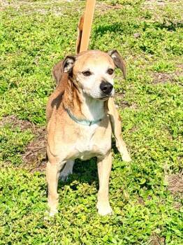 Beagle and Pug Dogs Available for Adoption - Malcolm | PetCurious